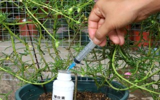 太阳花不开花的原因,可能是光照不足或缺少肥料所致