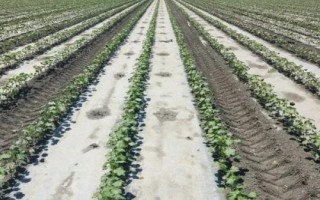 棉花施肥技术,生长期长需肥量大