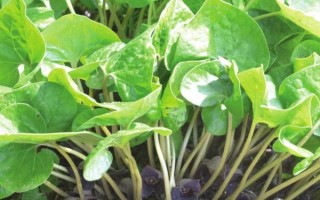 细辛简介，又名华细辛、小辛、少辛等