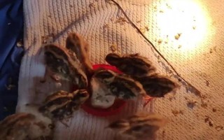 鹌鹑的孵化天数，孵化天数需要16-17天