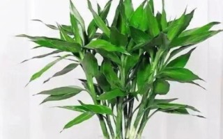 富贵竹拦腰剪掉能否成活，具有较强的生命力可以存活