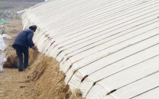 油菜如何顺利过冬，寒流过后要及时查苗