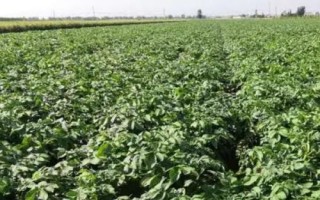 春季如何种植土豆才能高产，应选择脱毒种薯作为种植对象