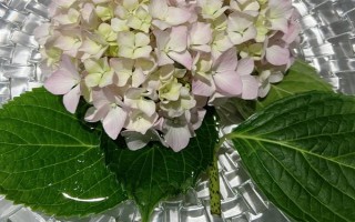 如何让绣球花多开花，将温度保持在20℃可促进花朵开放