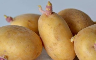 马铃薯的产地，甘肃、宁夏、东北等地方为主产区