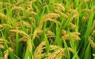 律优308水稻种子特征特性,每亩有效穗数18.9万