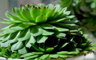 怎么养观音莲，冬季低于15℃时就需要采取保暖措施