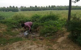 黑麦草种子的价格，价格差异受市场影响