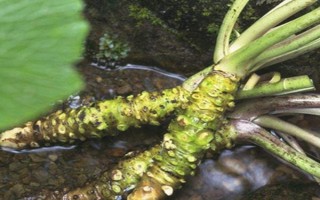 山葵的种植注意事项，要及时中耕除草