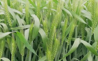 龙麦8267小麦种子简介
