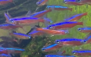 宝莲灯鱼的养殖方法，适合PH在5.5-7之间的弱酸性水体中养殖