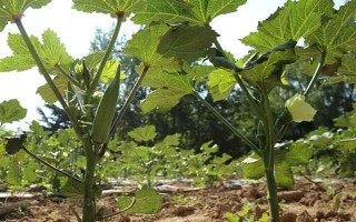 黄秋葵和绿秋葵的区别，二者没有区别