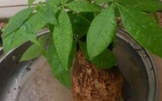 发财树烂根如何处理，要将其从盆土中脱离出来