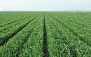 川麦83小麦品种的特性，平均全生育期178.0天