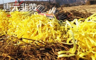 韭黄品种介绍,产地较多各具特色