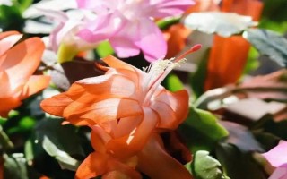 哪些植物晚上会释放氧气，包括虎皮兰、芦荟、长寿花等品种