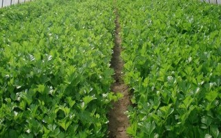 哪种蔬菜不能使用尿素，对芹菜使用尿素会降低品质