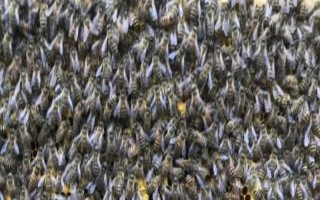 中蜂秋季分蜂在几月，每年的9-10月发生得最为集中