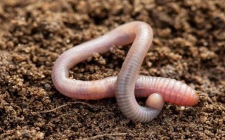 蚯蚓土怎么养花，可直接使用