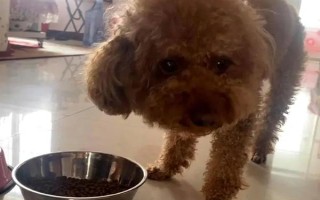 养泰迪狗要注意什么，2月龄每天至少喂3次