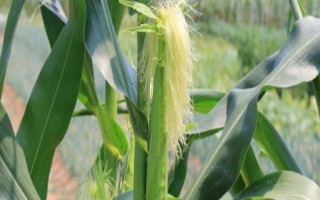 铭松A66玉米品种简介,辽宁省春播生育期128天