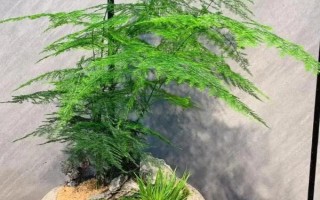 文竹叶面水一天喷几次,一天喷一次即可