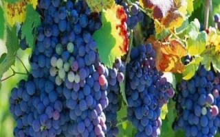 美人指葡萄套袋技术，需用好的品牌纸袋