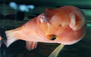 鹦鹉鱼烂头病怎么治疗，可以用甲硝唑或者红霉素治疗