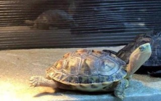 水龟需不需要晒背，晒背可有效促进钙的吸收