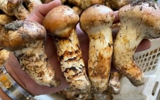 我国哪里产的松茸好，林芝、南华、雅江等地产的松茸品质佳