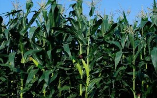 鲜玉糯4号玉米品种简介，亩种植密度3500株