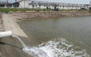 锯缘青蟹如何养殖,是我国珍贵的水产品之一