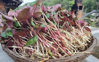 鱼腥草的形状，其茎杆和叶片都比较卷曲