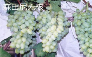 绿色葡萄品种,包括碧香无核、阳光玫瑰、绿玫瑰等类型