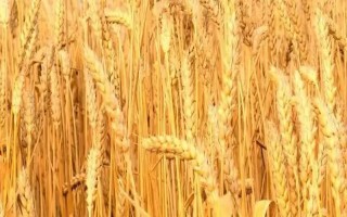 克春2号小麦种子特点,注意防治赤霉病