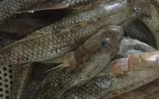 笋壳鱼是什么鱼，属淡水鱼类