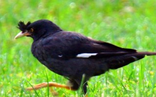 八哥鸟的饲养方法,选择易驯的头窝幼鸟为佳