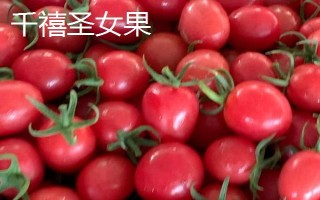 玲珑小番茄和千禧圣女果的区别,外形、品种和口感均不同