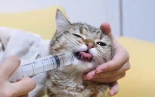 犬猫的牙齿数量,成年后一共会有42颗牙齿
