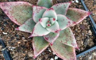 多肉的常见病及处理方法，常见的有赤霉病、炭疽病等