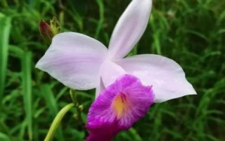 竹叶兰浇水方法,需根据当前季节改变浇水频率