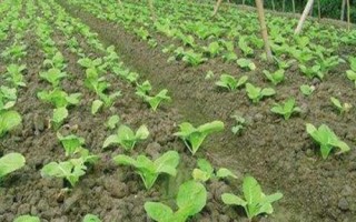 大白菜苗期病害与防治，常见病害有霜霉病、软腐病、黑斑病