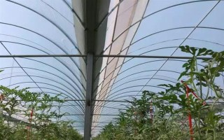 大棚内遮阳和外遮阳的区别，前者在棚内安装遮阳系统、后者直接把阳光阻挡在棚外