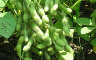 垦农36大豆品种简介,该品种为亚有限结荚习性