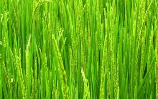 常香粳1813水稻种简介，播种前用药剂浸种