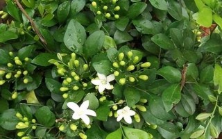 为什么九里香叶子一碰就掉，可能是浇水过多或温度过低等导致