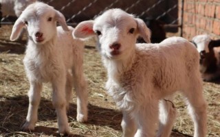 怎么治疗小羊羔抽风，及时将病羊转移至安静的环境中进行管理