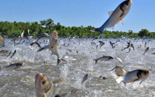 鲤鱼繁殖期吃食吗，通常不会进食