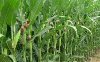 M919玉米种简介，中抗大斑病