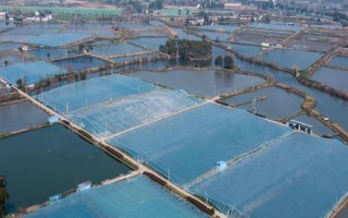 水产养殖判断水质好坏的方法，呈油绿色、红褐色的水质比较好